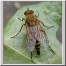 Thereva nobilitata - Stilettfliege w02.jpg